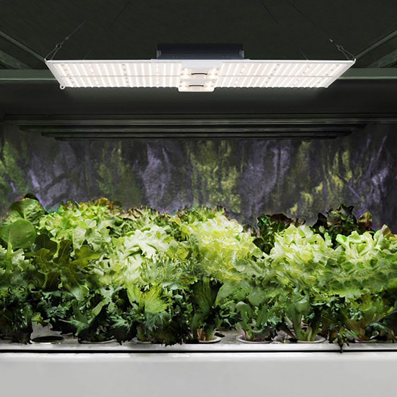 LED Full Spectrum Indoor Grow Light Panel - 440W - Dimmable